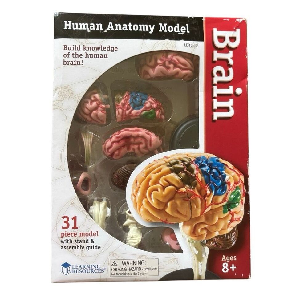 Learning Resources Human Brain Anatomy Model LER 3335 31 Piece 4D Master STEM